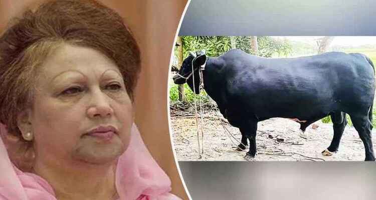 ‘কালো মানিক’ গ্রহণ করলেন না খালেদা জিয়া, জানালেন কৃতজ্ঞতা