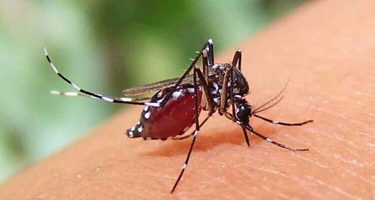 ডেঙ্গুতে আক্রান্ত আরও ২৬ জন হাসপাতালে