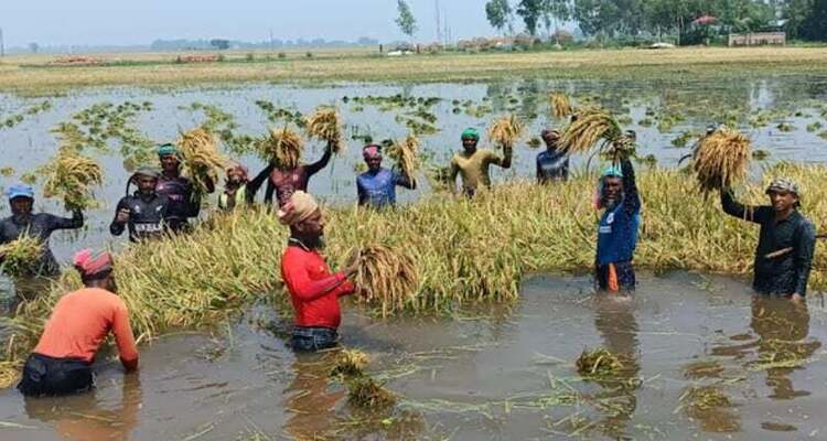 চলনবিলে আকস্মিক বন্যায় তলিয়েছে কাঁচা-পাকা ধান