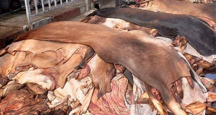 চামড়ার দাম কমার কারণ জানালেন শিল্প উপদেষ্টা