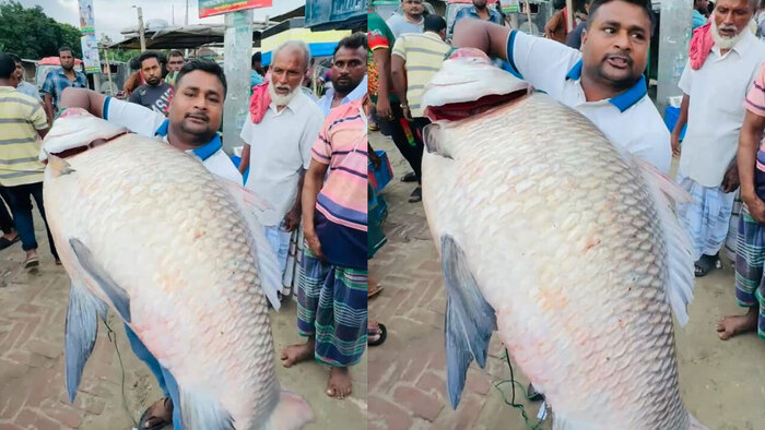 পদ্মার এক কাতলের দাম ৪০ হাজার টাকা