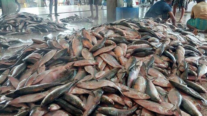 ইলিশের দাম নাগালের বাইরে, সরবরাহ কমের অজুহাত