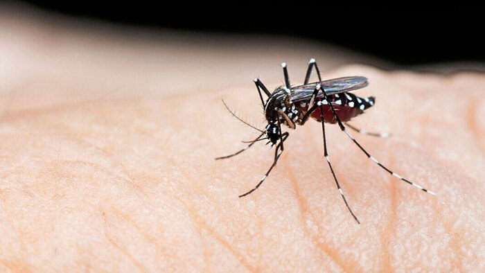 ডেঙ্গুতে আজও তিনজনের মৃত্যু