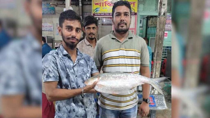 তিন কেজির রাজা ইলিশ ধরে বাজিমাত জেলের