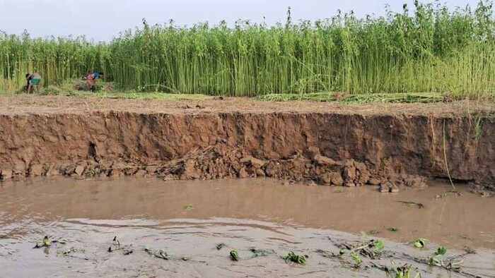 পদ্মার ভাঙনে ফসলি জমি বিলীন, হুমকিতে বসতবাড়ি