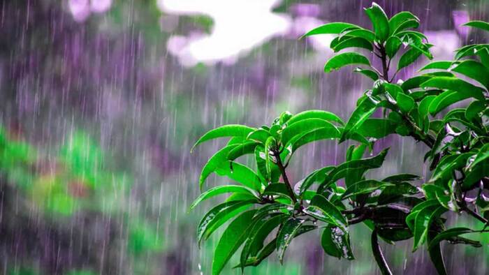 দেশজুড়ে বৃষ্টির আভাস, কোথাও হতে পারে ভারী বর্ষণ