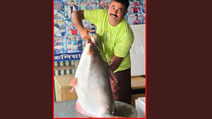 পদ্মার এক পাঙ্গাসের দাম সাড়ে ৫৭ হাজার টাকা