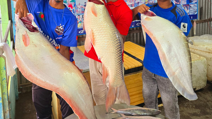 পদ্মার এক রুই-দুই চিতল বিক্রি হলো ৮৯ হাজার টাকায়