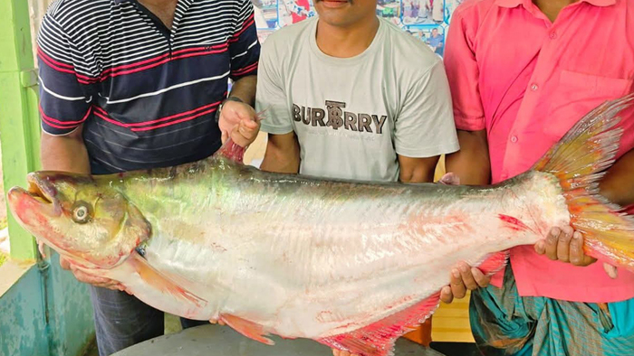 পদ্মার ১১ কেজির ঢাই মাছ ৪৬ হাজারে বিক্রি