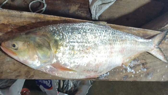 মেঘনার এক ইলিশ বিক্রি হলো ১০ হাজার টাকায়