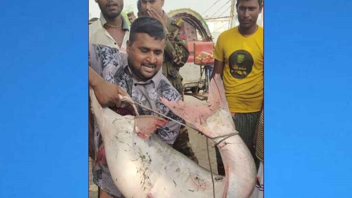 পদ্মার এক পাঙাশের দাম উঠল সাড়ে ৬২ হাজার টাকা!