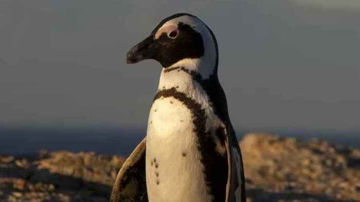 দক্ষিণ আফ্রিকার উপকূলে ৬০ হাজার পেঙ্গুইনের মৃত্যু